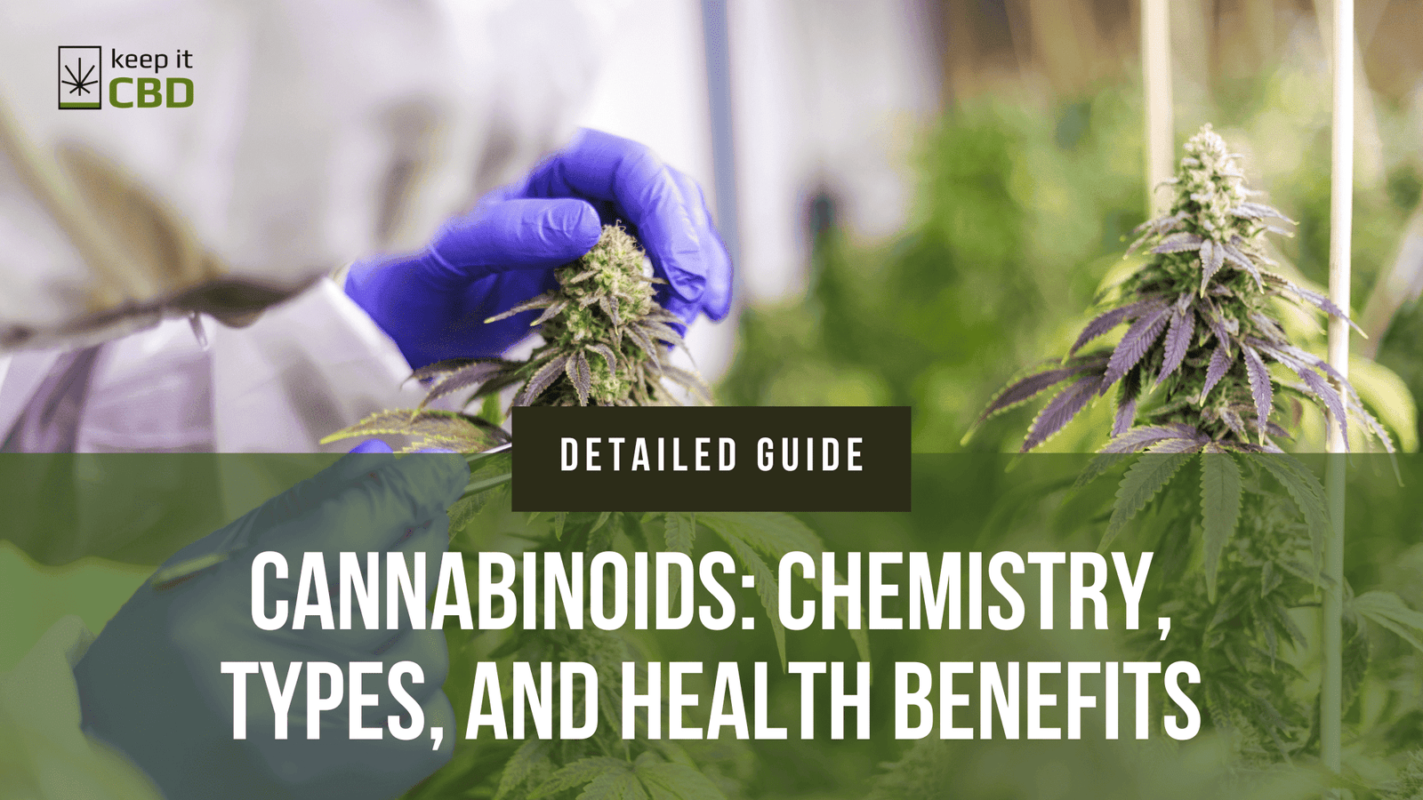 The Ultimate Guide to Cannabinoids: Chemistry, Types, and Health Benefits