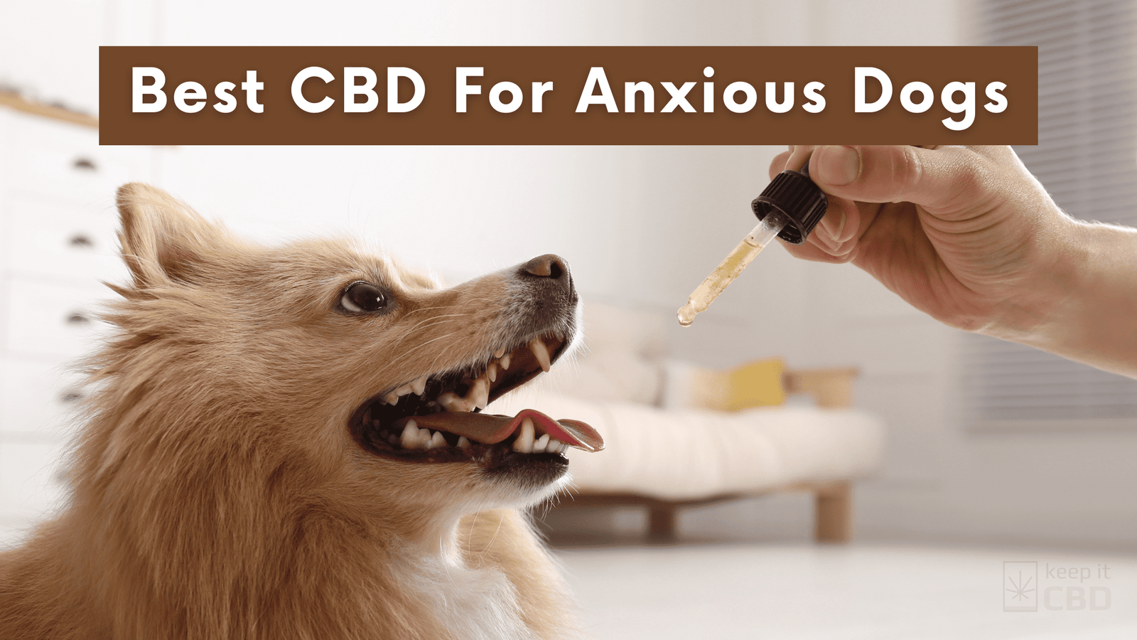 CBD for Anxious Dogs: 7 Best Products That Work